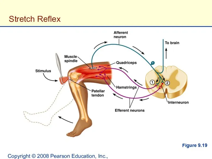 Copyright © 2008 Pearson Education, Inc., publishing as Benjamin Cummings. Stretch Reflex Figure 9.19