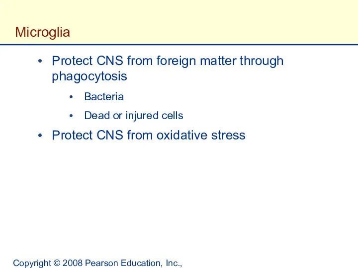 Copyright © 2008 Pearson Education, Inc., publishing as Benjamin Cummings. Microglia