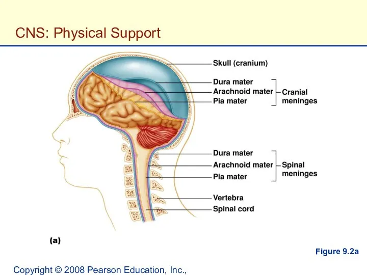 Copyright © 2008 Pearson Education, Inc., publishing as Benjamin Cummings. CNS: Physical Support Figure 9.2a