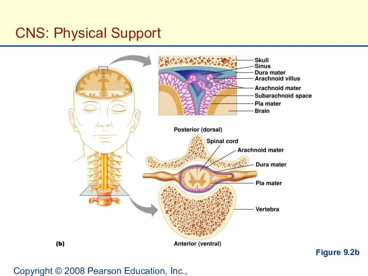 Copyright © 2008 Pearson Education, Inc., publishing as Benjamin Cummings. CNS: Physical Support Figure 9.2b