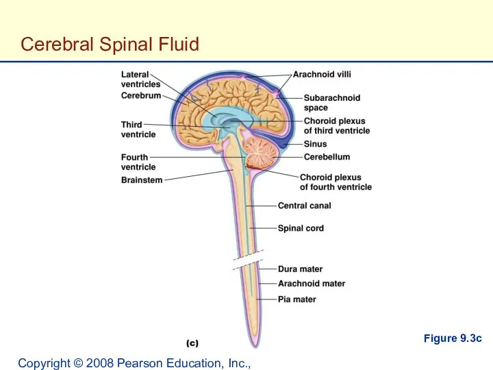 Copyright © 2008 Pearson Education, Inc., publishing as Benjamin Cummings. Figure 9.3c Cerebral Spinal Fluid