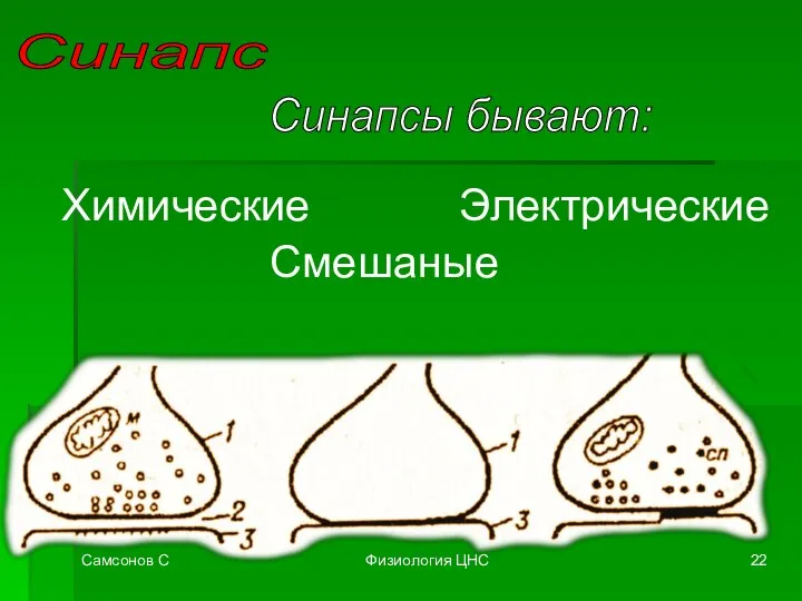 Самсонов С Физиология ЦНС Синапс Синапсы бывают: Химические Смешаные Электрические