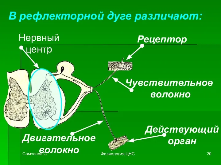 Самсонов С Физиология ЦНС В рефлекторной дуге различают: Рецептор Чувствительное волокно