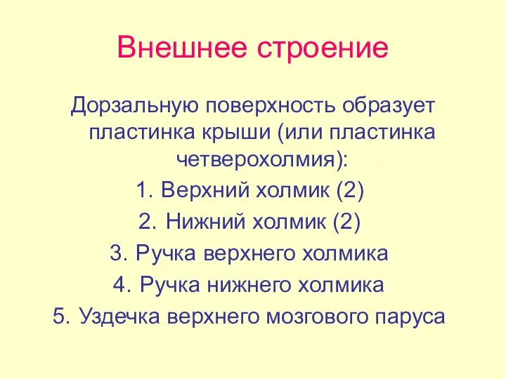 Внешнее строение Дорзальную поверхность образует пластинка крыши (или пластинка четверохолмия): Верхний