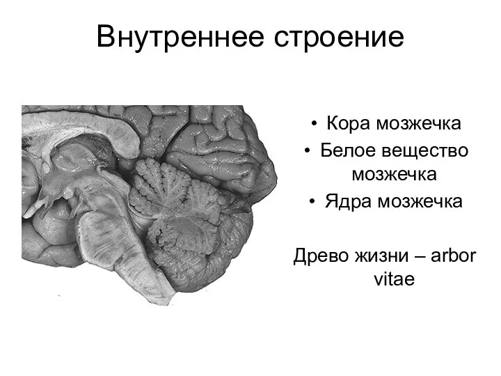 Внутреннее строение Кора мозжечка Белое вещество мозжечка Ядра мозжечка Древо жизни – arbor vitae