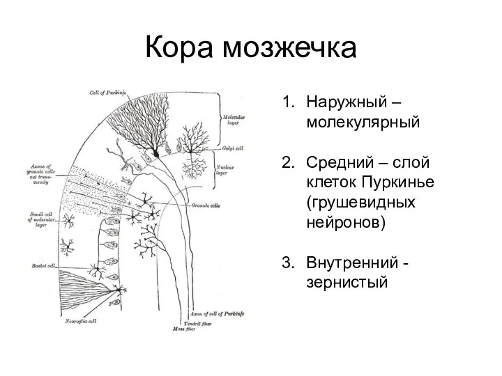 Кора мозжечка Наружный – молекулярный Средний – слой клеток Пуркинье (грушевидных нейронов) Внутренний - зернистый