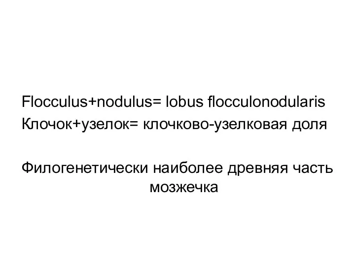 Flocculus+nodulus= lobus flocculonodularis Клочок+узелок= клочково-узелковая доля Филогенетически наиболее древняя часть мозжечка