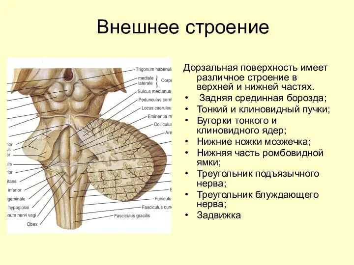 Внешнее строение Дорзальная поверхность имеет различное строение в верхней и нижней