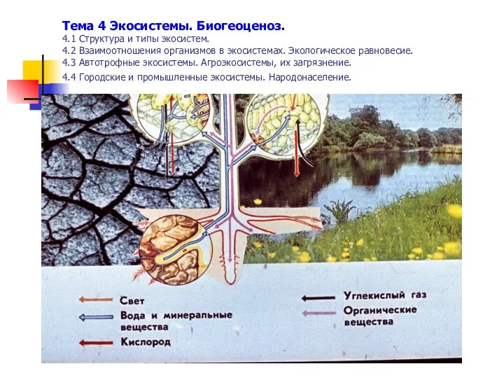 Тема 4 Экосистемы. Биогеоценоз. 4.1 Структура и типы экосистем. 4.2 Взаимоотношения