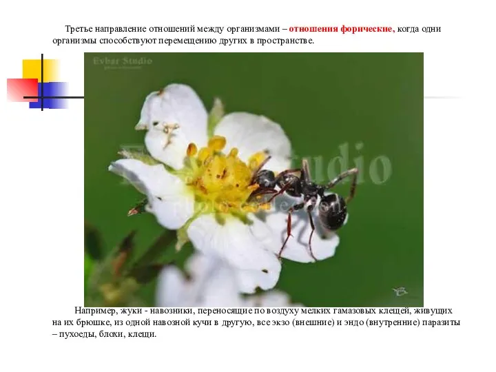 Третье направление отношений между организмами – отношения форические, когда одни организмы