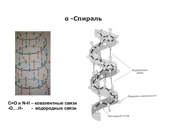 α -Спираль С=О и N-Н – ковалентные связи -О….Н- - водородные связи