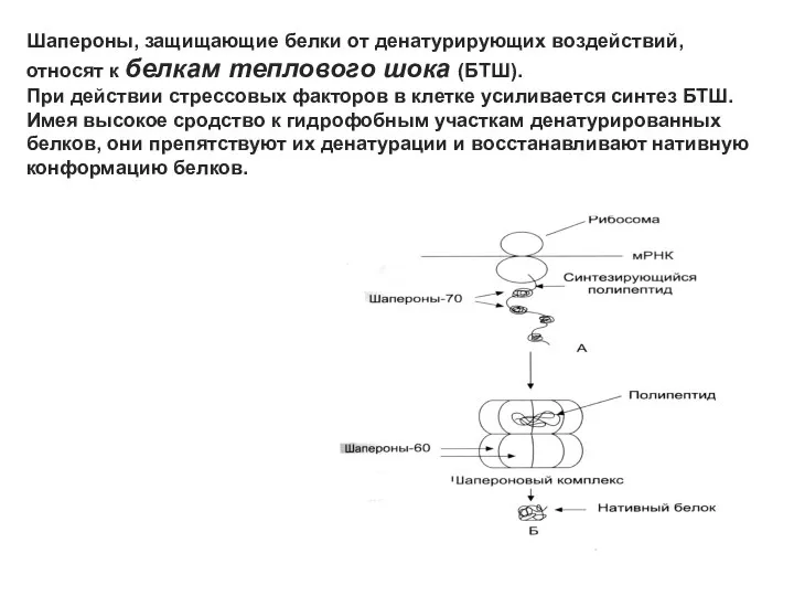 Шапероны, защищающие белки от денатурирующих воздействий, относят к белкам теплового шока