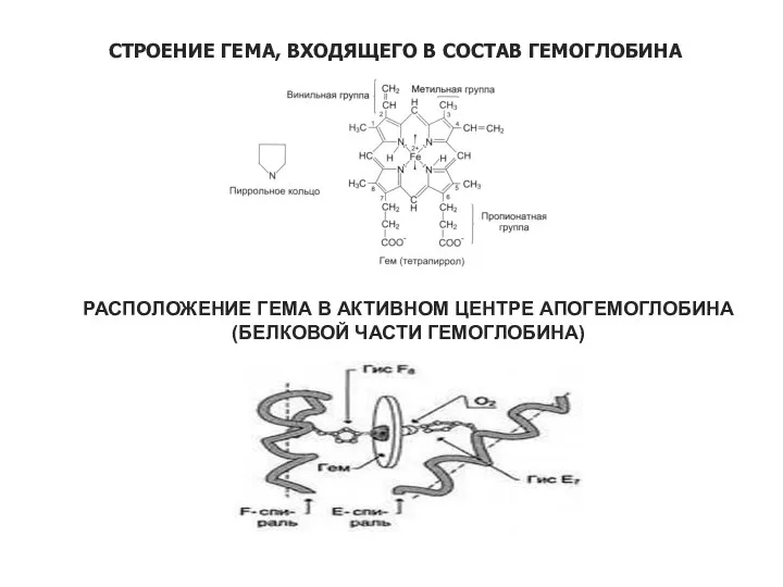 СТРОЕНИЕ ГЕМА, ВХОДЯЩЕГО В СОСТАВ ГЕМОГЛОБИНА РАСПОЛОЖЕНИЕ ГЕМА В АКТИВНОМ ЦЕНТРЕ АПОГЕМОГЛОБИНА (БЕЛКОВОЙ ЧАСТИ ГЕМОГЛОБИНА)