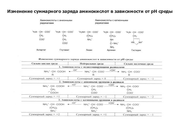 Изменение суммарного заряда аминокислот в зависимости от рН среды