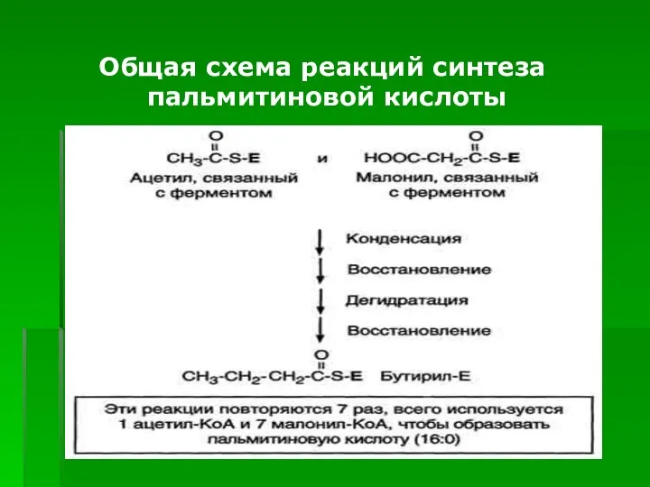 Общая схема реакций синтеза пальмитиновой кислоты