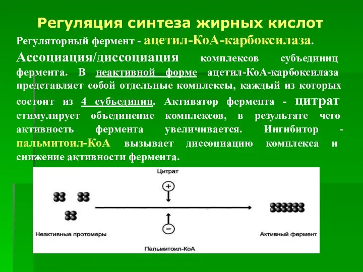 Регуляция синтеза жирных кислот Регуляторный фермент - ацетил-КоА-карбоксилаза. Ассоциация/диссоциация комплексов субъединиц