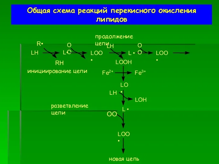 Общая схема реакций перекисного окисления липидов