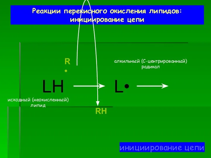 Реакции перекисного окисления липидов: инициирование цепи