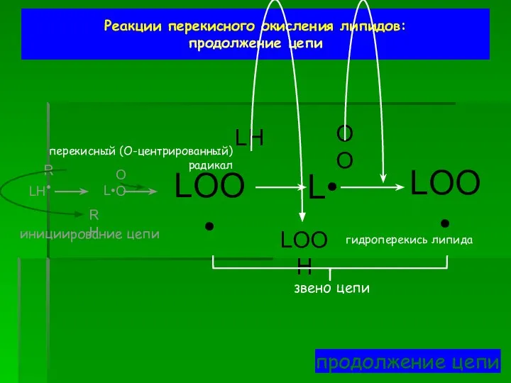 Реакции перекисного окисления липидов: продолжение цепи