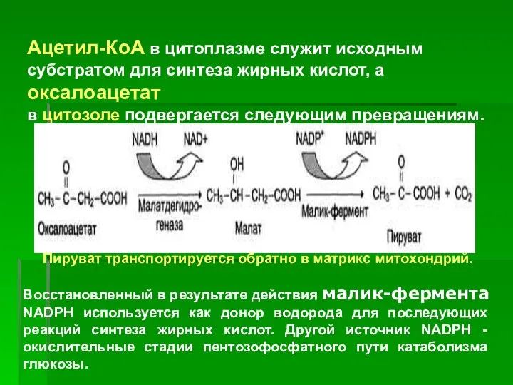 Ацетил-КоА в цитоплазме служит исходным субстратом для синтеза жирных кислот, а