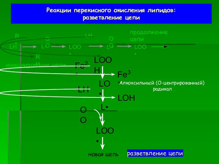 Реакции перекисного окисления липидов: разветвление цепи