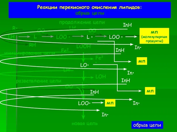 Реакции перекисного окисления липидов: обрыв цепи