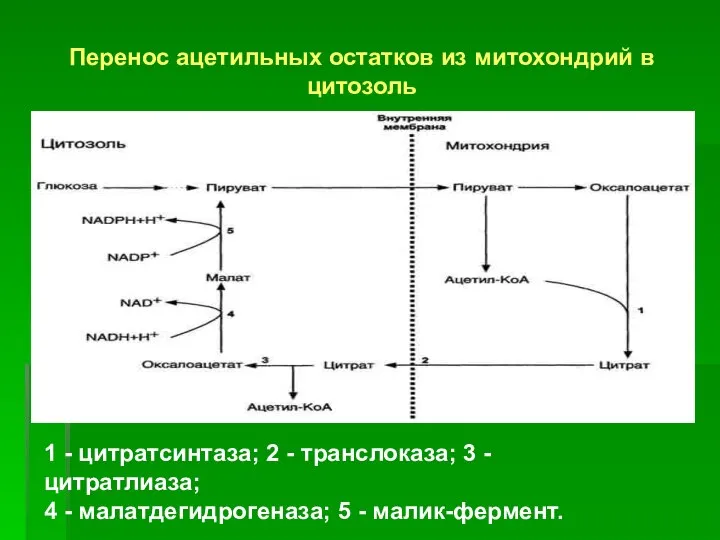 Перенос ацетильных остатков из митохондрий в цитозоль 1 - цитратсинтаза; 2