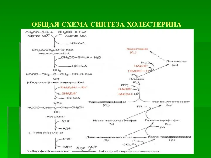 ОБЩАЯ СХЕМА СИНТЕЗА ХОЛЕСТЕРИНА