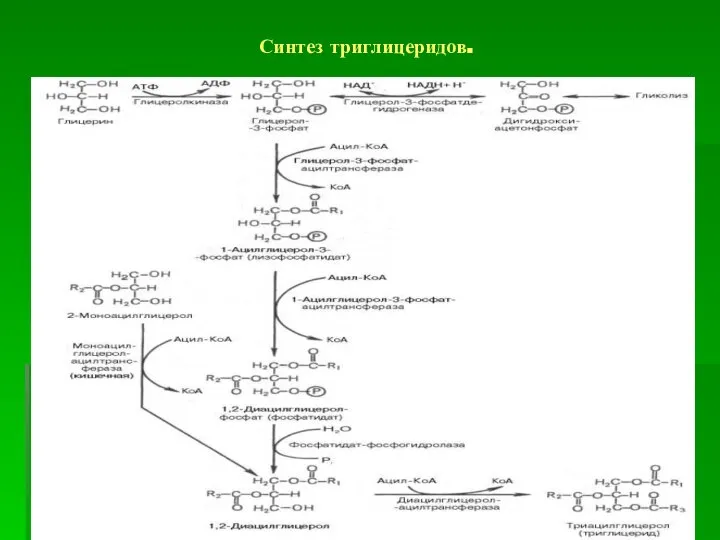 Синтез триглицеридов.