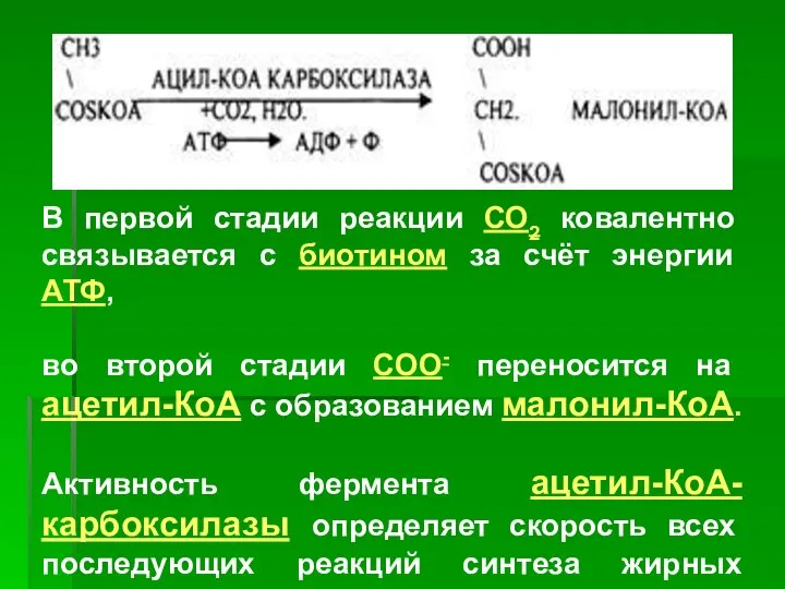 В первой стадии реакции СО2 ковалентно связывается с биотином за счёт