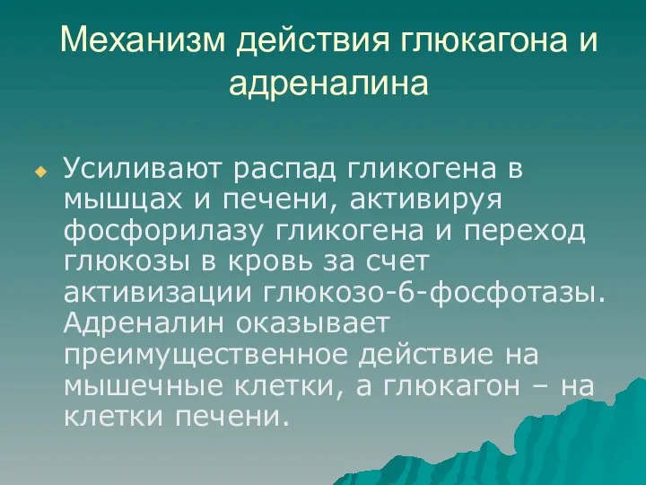 Механизм действия глюкагона и адреналина Усиливают распад гликогена в мышцах и