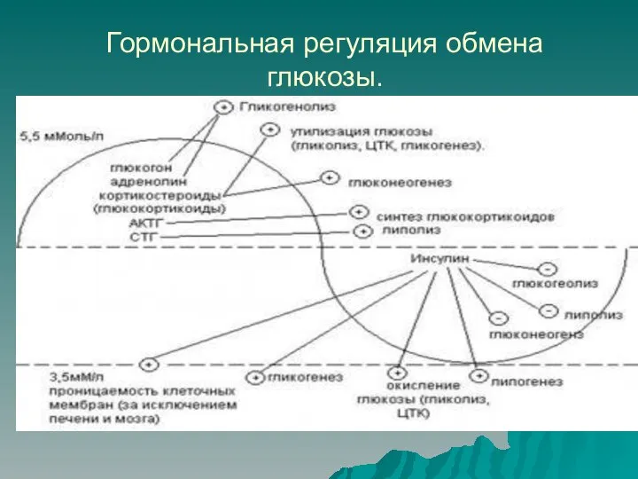 Гормональная регуляция обмена глюкозы.