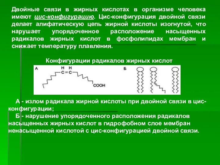 ). Двойные связи в жирных кислотах в организме человека имеют цис-конфигурацию.