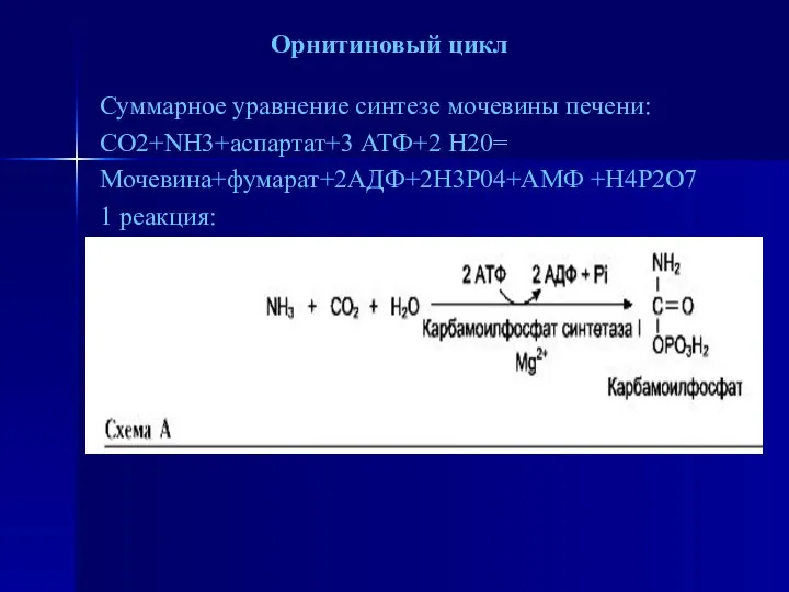 Орнитиновый цикл Суммарное уравнение синтезе мочевины печени: СО2+NH3+аспартат+3 АТФ+2 Н20= Мочевина+фумарат+2АДФ+2H3P04+АМФ +Н4Р2О7 1 реакция: