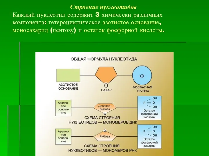 Строение нуклеотидов Каждый нуклеотид содержит 3 химически различных компонента: гетероциклическое азотистое