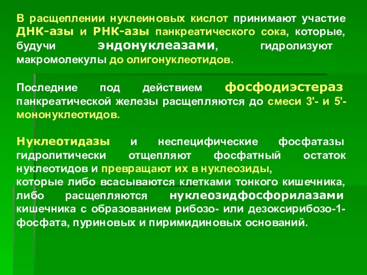 В расщеплении нуклеиновых кислот принимают участие ДНК-азы и РНК-азы панкреатического сока,