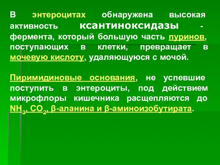 В энтероцитах обнаружена высокая активность ксантиноксидазы - фермента, который большую часть