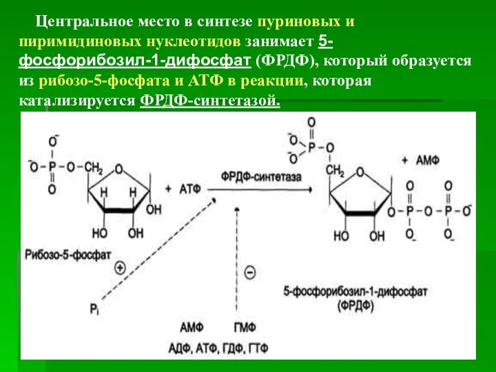 Центральное место в синтезе пуриновых и пиримидиновых нуклеотидов занимает 5-фосфорибозил-1-дифосфат (ФРДФ),