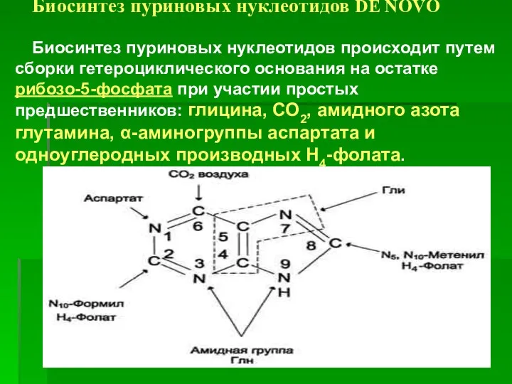 Биосинтез пуриновых нуклеотидов DE NOVO Биосинтез пуриновых нуклеотидов происходит путем сборки