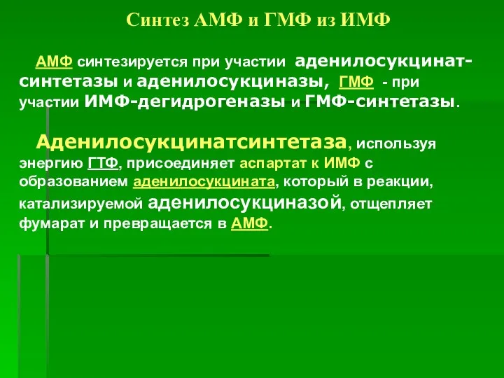 Синтез АМФ и ГМФ из ИМФ АМФ синтезируется при участии аденилосукцинат-синтетазы