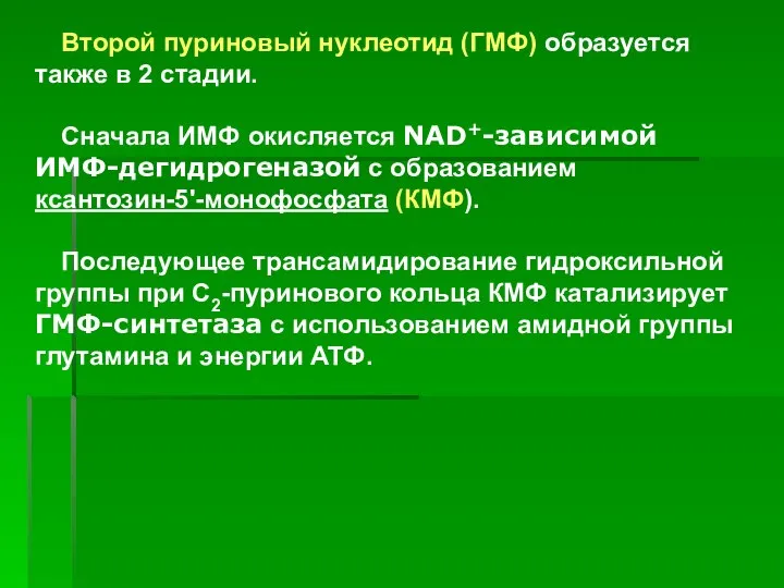 Второй пуриновый нуклеотид (ГМФ) образуется также в 2 стадии. Сначала ИМФ