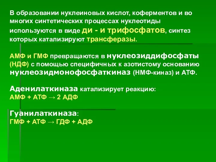 В образовании нуклеиновых кислот, коферментов и во многих синтетических процессах нуклеотиды