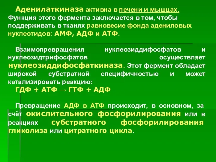 Аденилаткиназа активна в печени и мышцах. Функция этого фермента заключается в