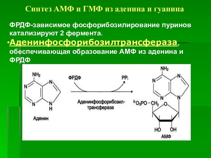 Синтез АМФ и ГМФ из аденина и гуанина ФРДФ-зависимое фосфорибозилирование пуринов