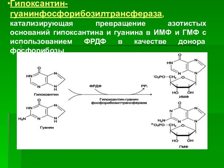 Гипоксантин-гуанинфосфорибозилтрансфераза, катализирующая превращение азотистых оснований гипоксантина и гуанина в ИМФ и