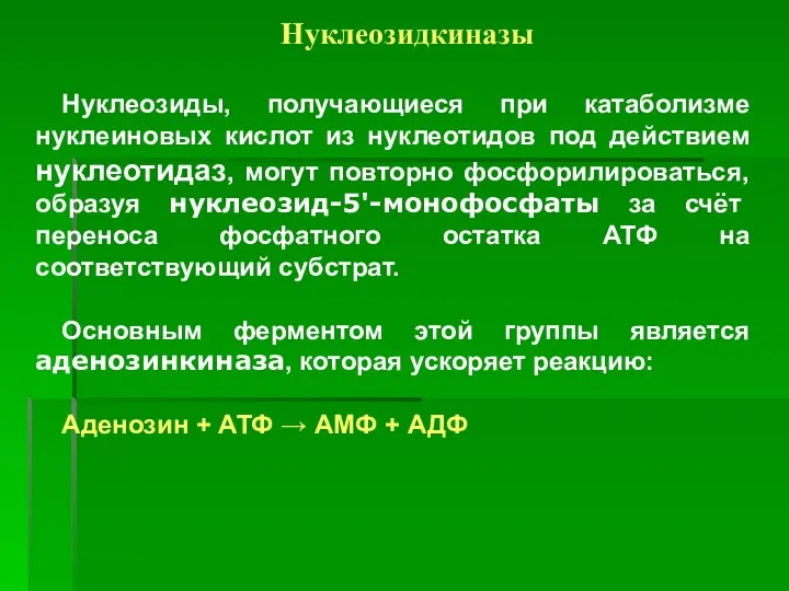 Нуклеозидкиназы Нуклеозиды, получающиеся при катаболизме нуклеиновых кислот из нуклеотидов под действием