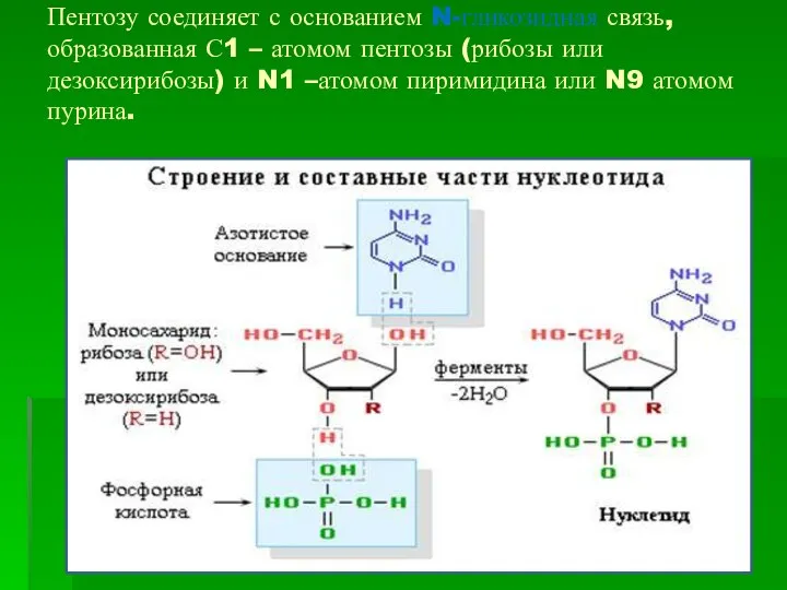 Пентозу соединяет с основанием N-гликозидная связь, образованная С1 – атомом пентозы