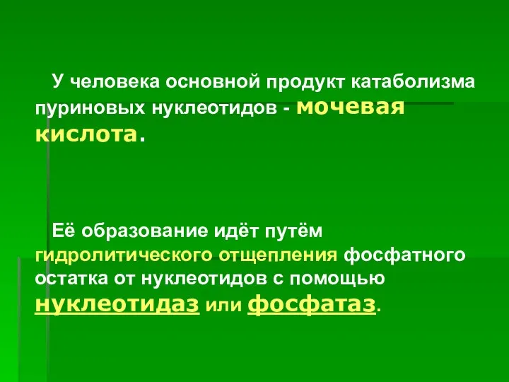 У человека основной продукт катаболизма пуриновых нуклеотидов - мочевая кислота. Её