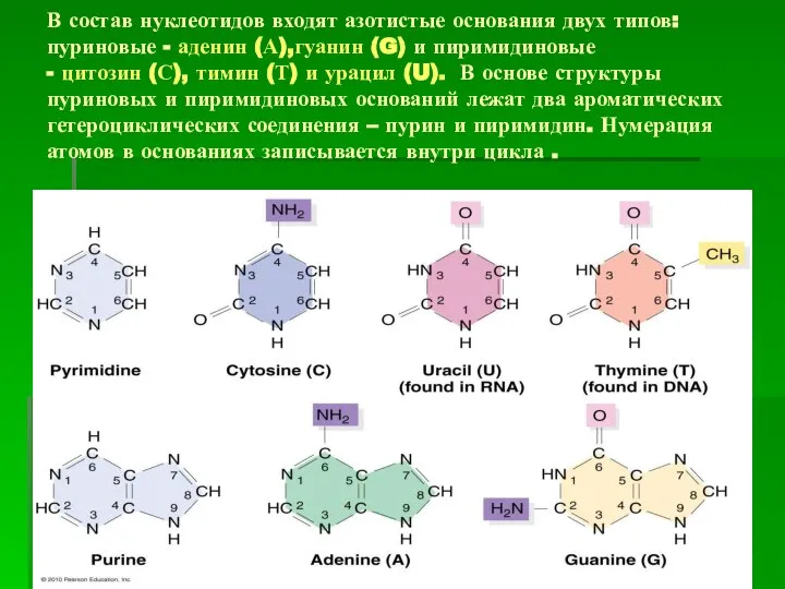 В состав нуклеотидов входят азотистые основания двух типов: пуриновые - аденин