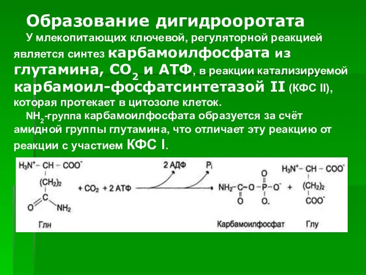 Образование дигидрооротата У млекопитающих ключевой, регуляторной реакцией является синтез карбамоилфосфата из